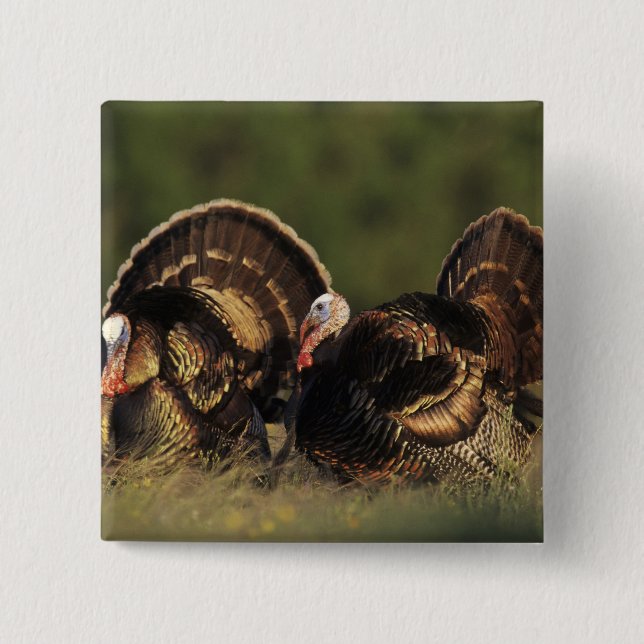 Wild Turkey, Meleagris gallopavo,males Button (Front)