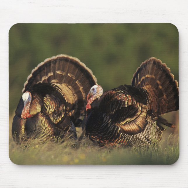 Wild Turkey, Meleagris gallopavo,males Mouse Pad (Front)