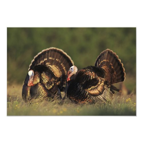 Wild Turkey Meleagris gallopavomales Photo Print