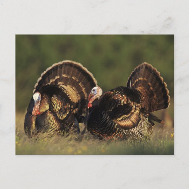 Wild Turkey, Meleagris gallopavo,males Postcard (Front)