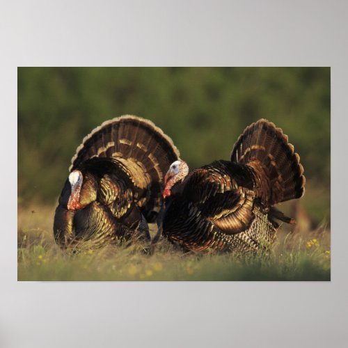 Wild Turkey Meleagris gallopavomales Poster