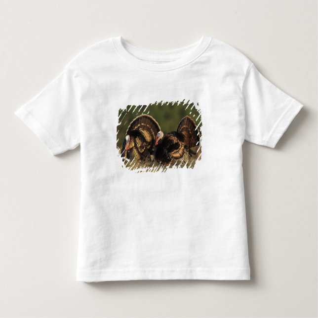 Wild Turkey, Meleagris gallopavo,males Toddler T-shirt (Front)