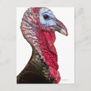 Wild Turkey - Meleagris gallopavo Postcard
