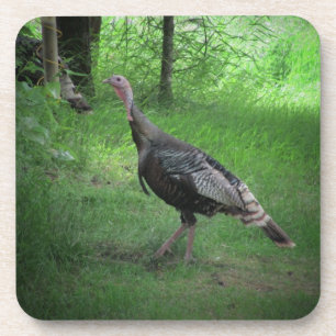 Wild Turkey on the Lawn Drink Coaster