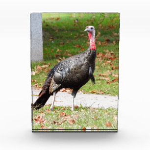 Wild Turkey Photo award in Acrylic
