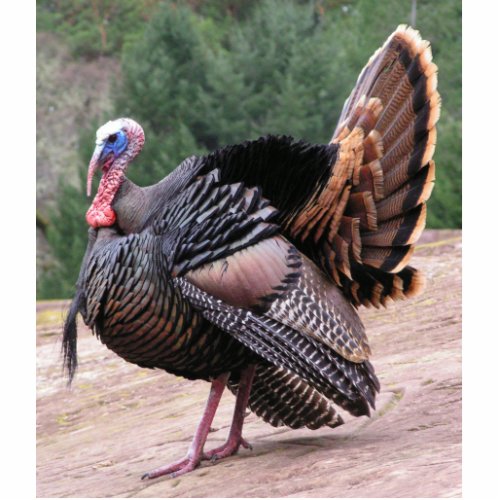 Wild Turkey Photo Sculpture
