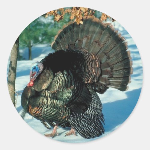 Wild Turkey Photo Thanksgiving Christmas Holidays Classic Round Sticker