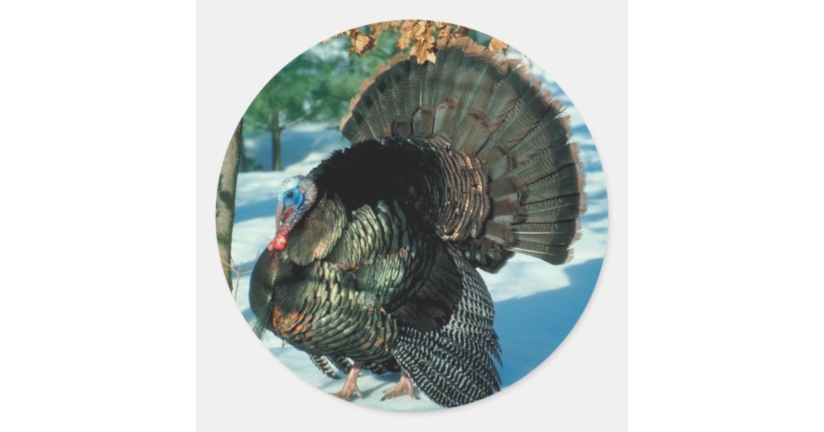 Wild Turkey Photo Thanksgiving Christmas Holidays Classic Round Sticker ...