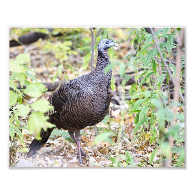 Wild Turkey Photography Print (Front)