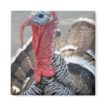 Wild Turkey Picture Magnet