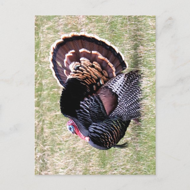Wild Turkey  Postcard (Front)
