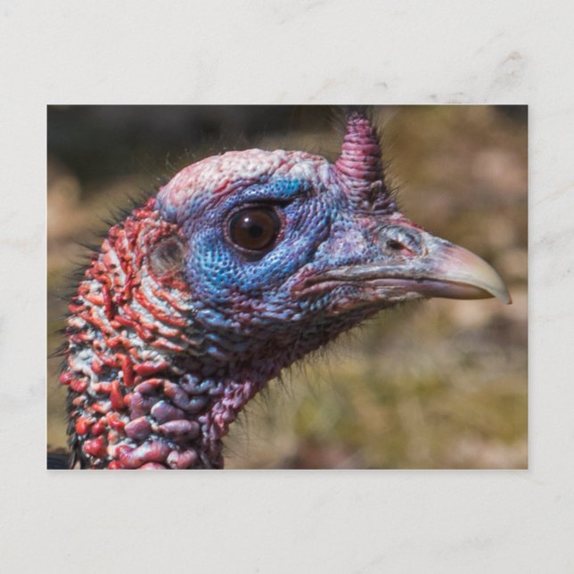 Wild Turkey Postcard (Front)