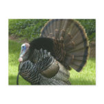 Wild Turkey Postcard
