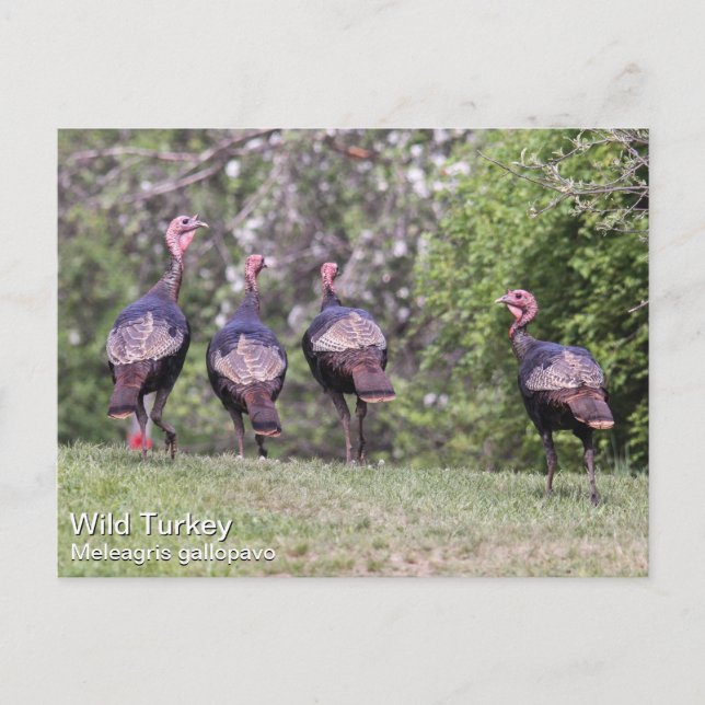 Wild Turkey Postcard (Front)