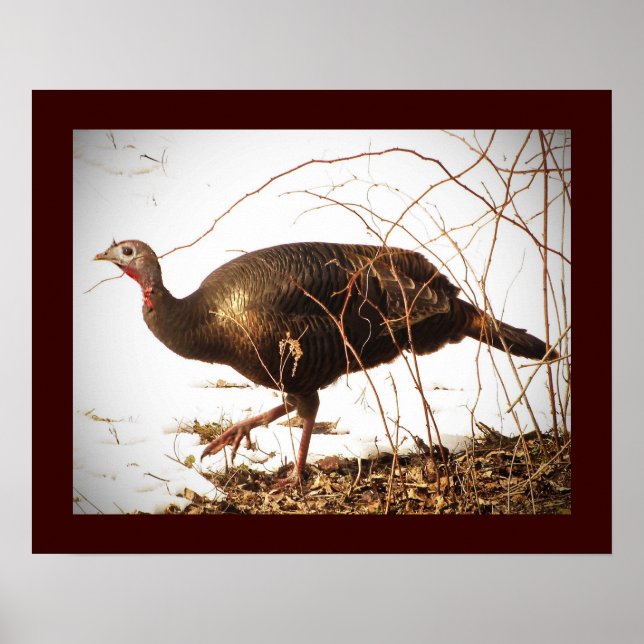 Wild Turkey Poster (Front)