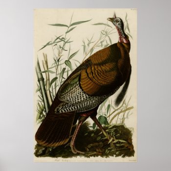 Wild Turkey Poster by birdpictures at Zazzle