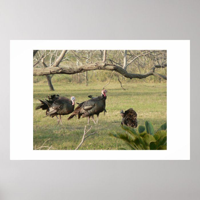 Wild turkey. posters