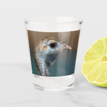 Wild Turkey