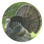 Wild Turkey Stickers