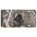 Wild Turkey Strutting For The Ladies License Plate at Zazzle