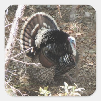 Wild Turkey Strutting For The Ladies Square Sticker by ingasi at Zazzle