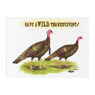 Wild Turkey Thanksgiving Acrylic Print