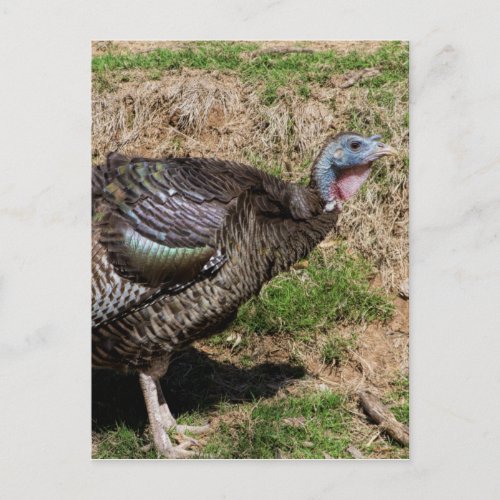 Wild Turkey Vulture _ Buzzard _ Cathartes aura Postcard