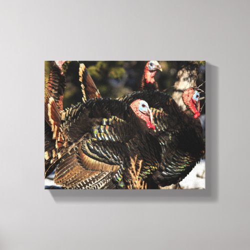 Wild Turkeys Canvas Print