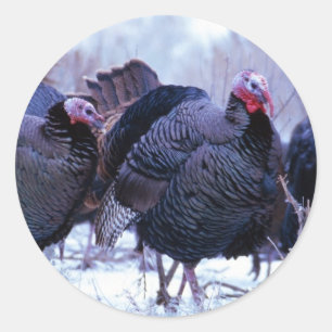 Wild Turkeys Classic Round Sticker
