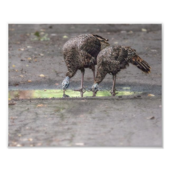 Wild Turkeys Drinking From Puddle Print (Front)