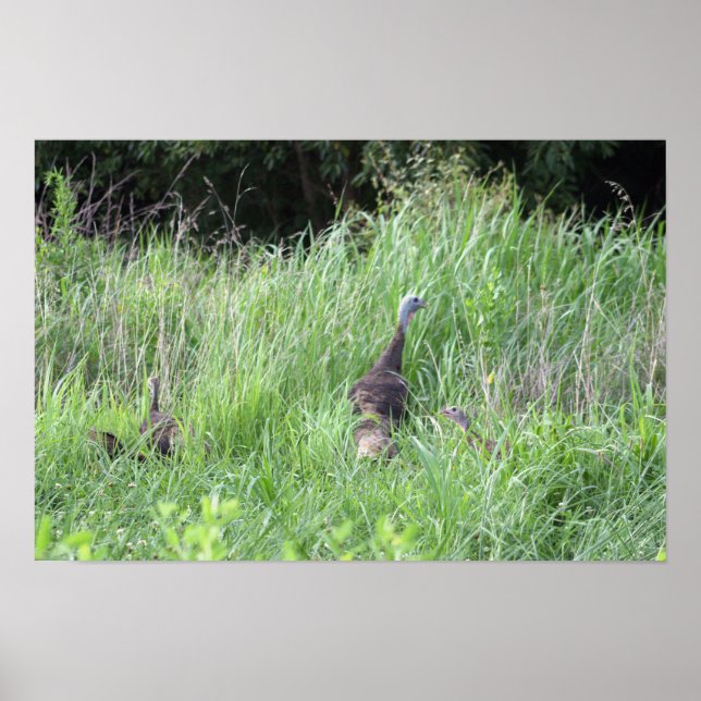 Wild Turkeys in Grass Poster (Front)