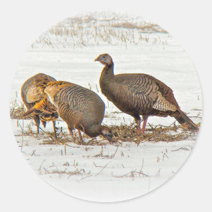 Wild Turkeys in Snow Classic Round Sticker