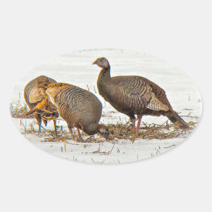 Wild Turkeys in Snow Oval Sticker