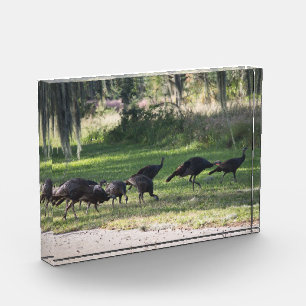 Wild Turkeys in the Grass Photo Acrylic Award