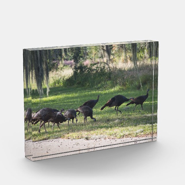 Wild Turkeys in the Grass Photo Acrylic Award (Left)