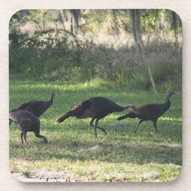 Wild Turkeys in the Grass Photograph Beverage Coaster (Front)