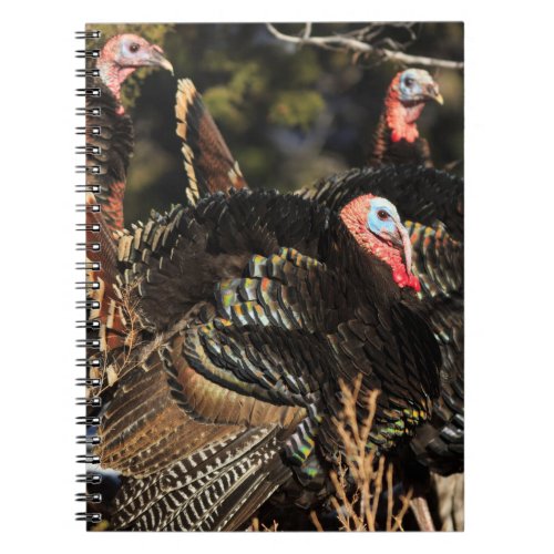 Wild Turkeys Notebook