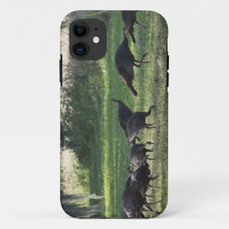 Wild Turkeys on the Grass Photo iPhone 11 Case