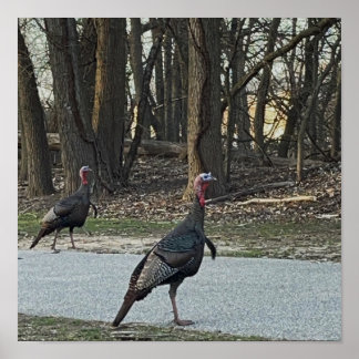 Wild Turkeys Photo Poster