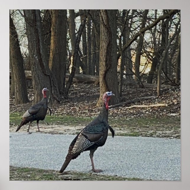 Wild Turkeys Photo Poster (Front)
