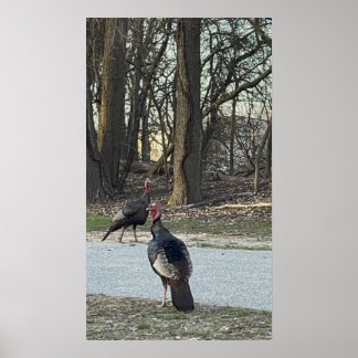 Wild Turkeys Photo Poster