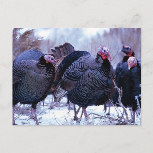 Wild Turkeys Postcard (Front)