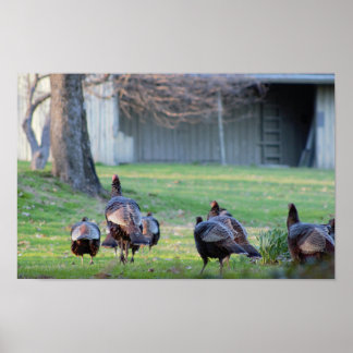 Wild Turkeys Poster