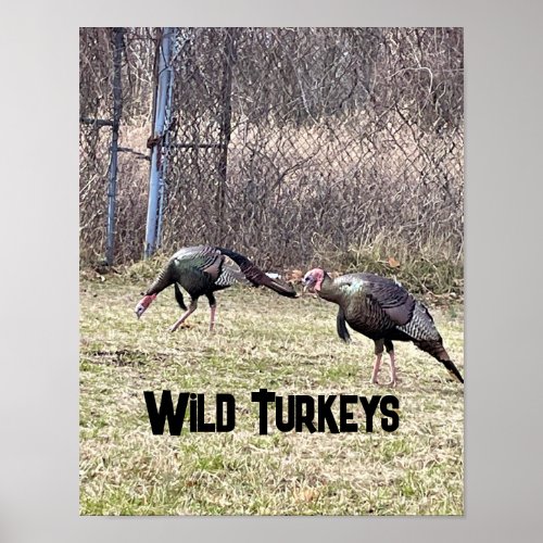 Wild Turkeys Poster