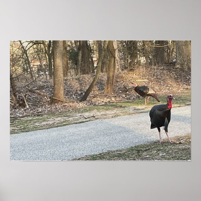 Wild Turkeys Poster (Front)