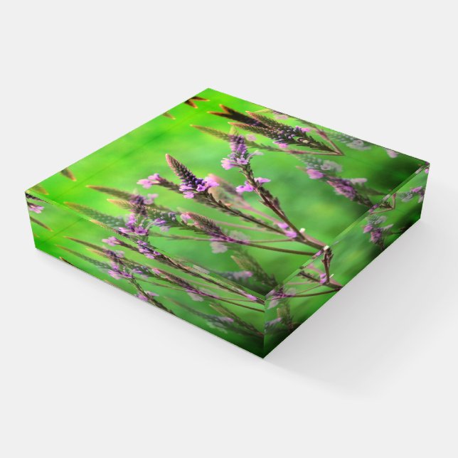 Wild Vervain Flowers Multiplied   Paperweight (Angled)