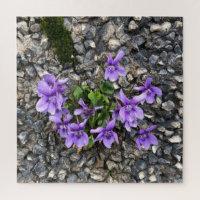 Wild Viola flowers growing from a rough cast wall Jigsaw Puzzle