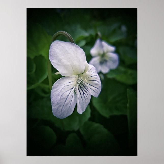 Wild Violet Flower Photographic Art Print Portrait (Front)