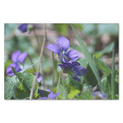 Wild violets tissue paper