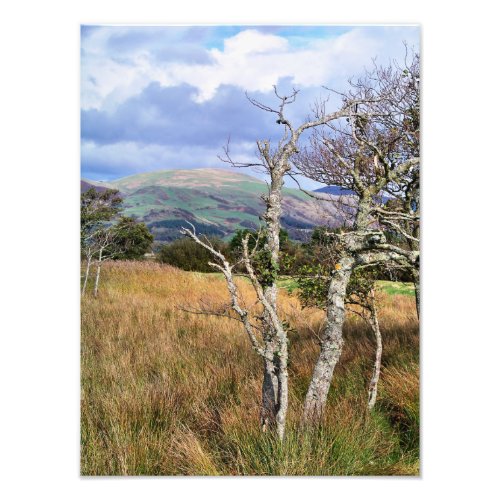 WILD WALES PHOTO PRINT